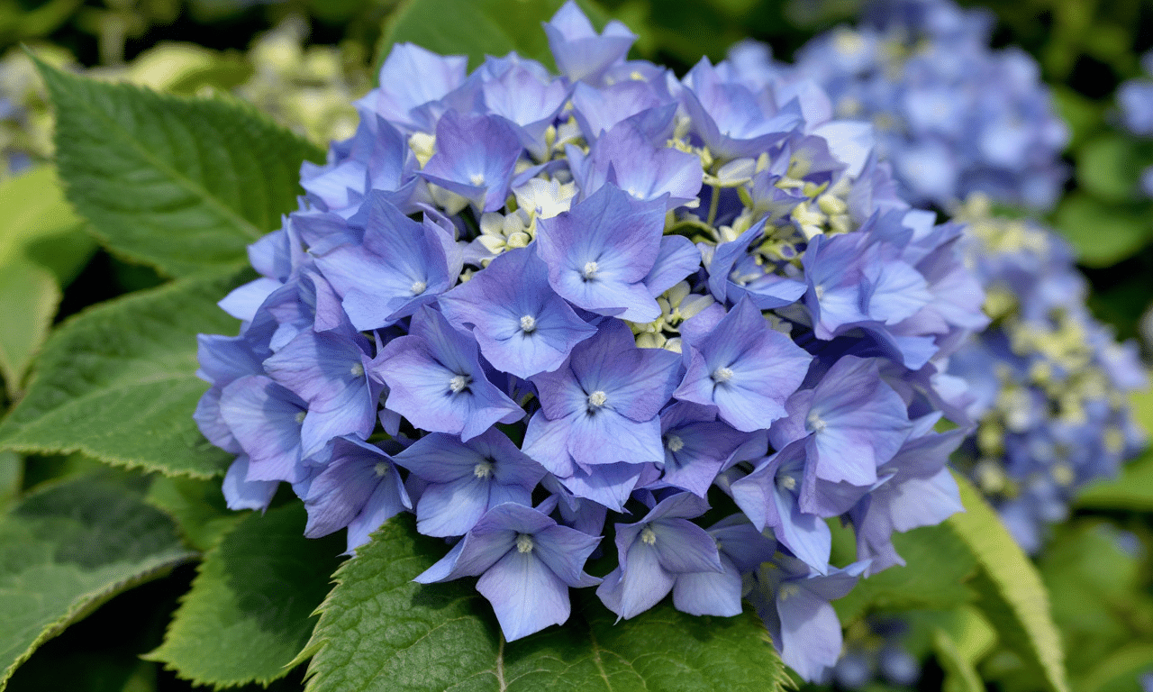 Waarom bloeien jouw hortensia’s niet zoals bij de buren? Ontdek het geheim