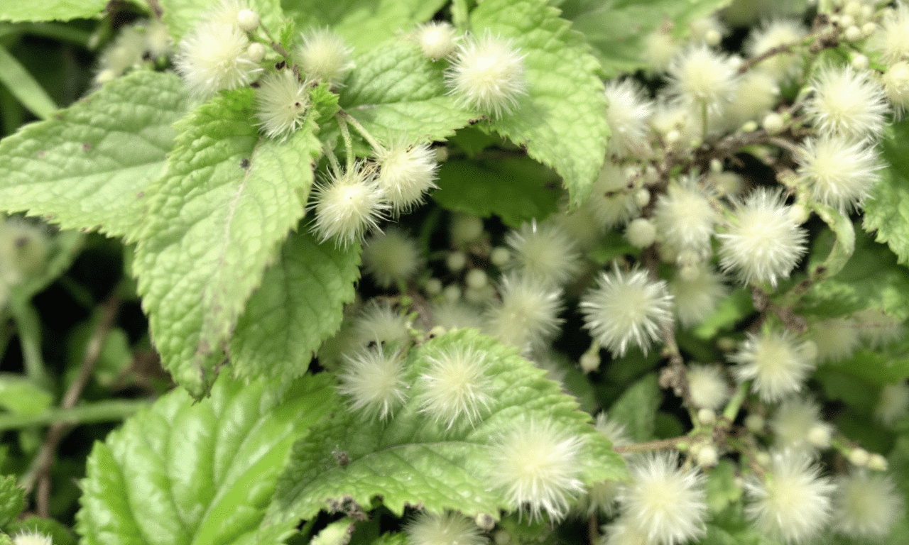 Wolluis op je planten? Deze natuurlijke oplossing werkt binnen 24 uur