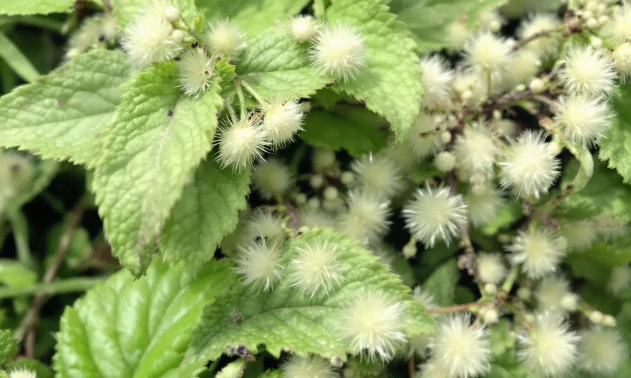 Wolluis op je planten? Deze natuurlijke oplossing werkt binnen 24 uur