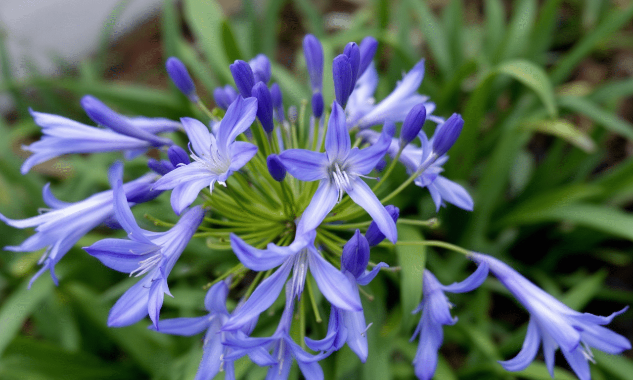 Deze verzorgingstruc zorgt voor een explosie van blauwe bloemen