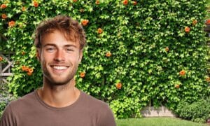 Deze klimplant bedekt 10m² muur in één seizoen (zonder schade)